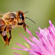 US Bees
