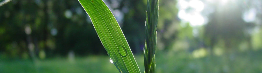 Plant breeding techniques for better crop protection