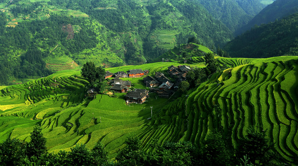 Smartphones emerging as main farming tools in China - Dextra International